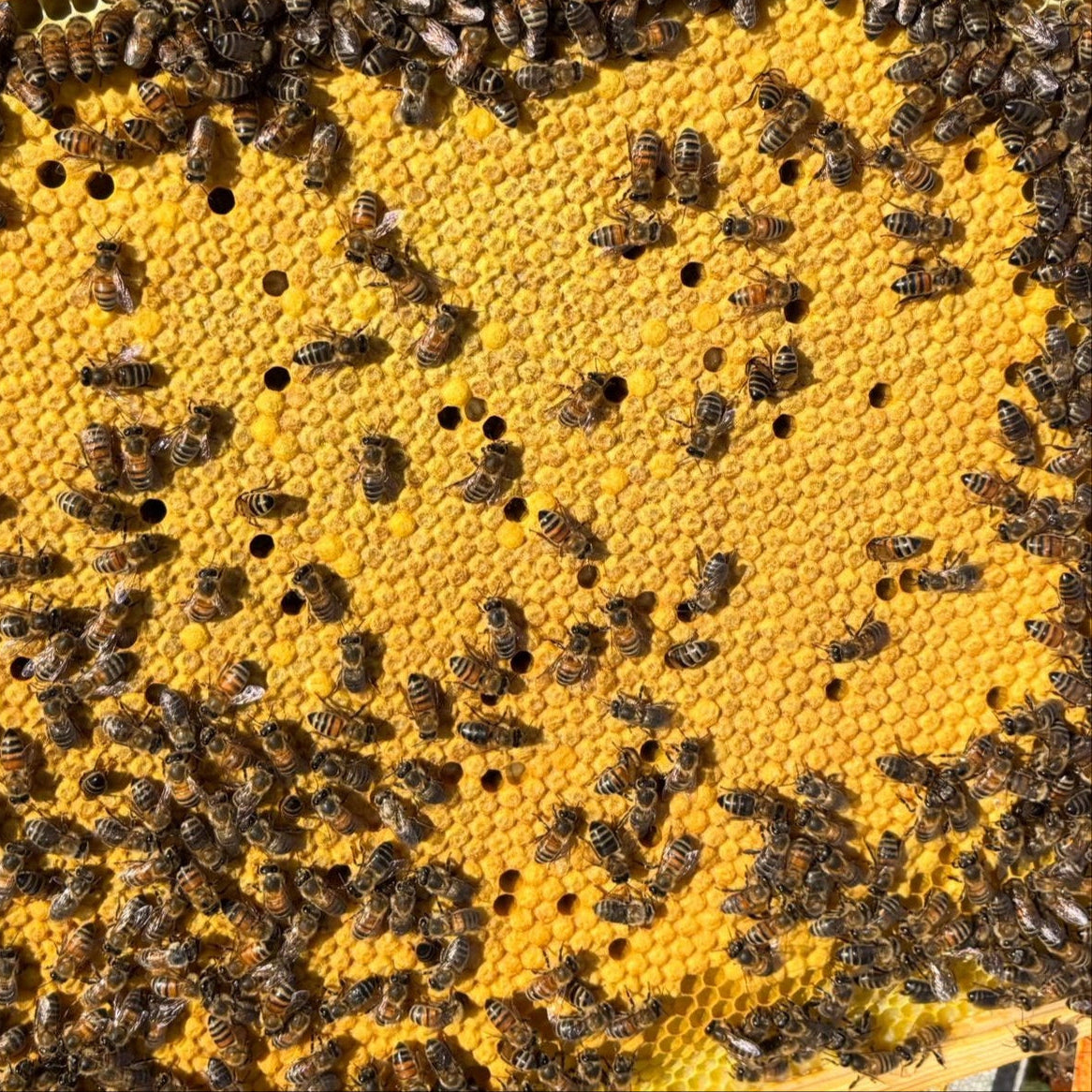 Bees on a honeycomb frame in a beehive
